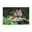 No Frame Print on Canvas-320054867