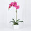Orchid Arrangement In Vase-1326828205-1326828206