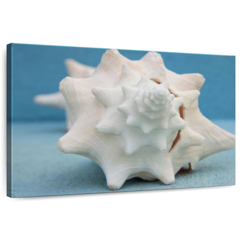 White conch seashell Aletra, H 16 po x l 24 po