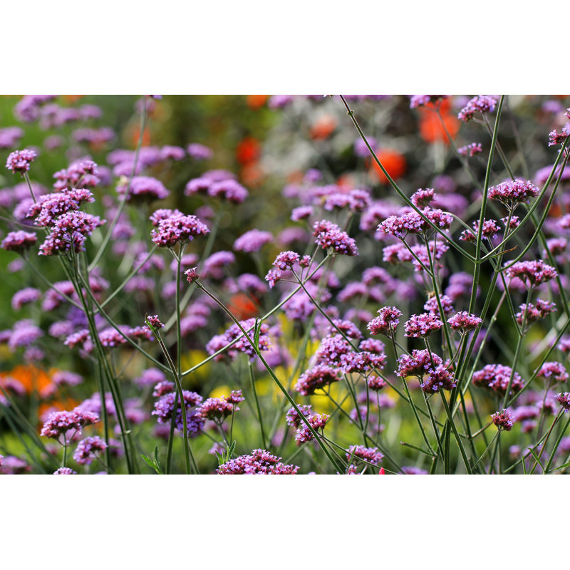 Verbena Bonariensis Flowers by Fotolinchen - Wrapped Canvas Print, 122cm H x 122cm W