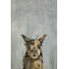 «Naughty Llama», reproduction sur toile tendue-27175457
