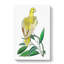 Yellow Parakeet by George Shaw - Wrapped Canvas-55299595