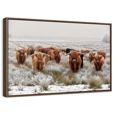 Winter Highland Cows