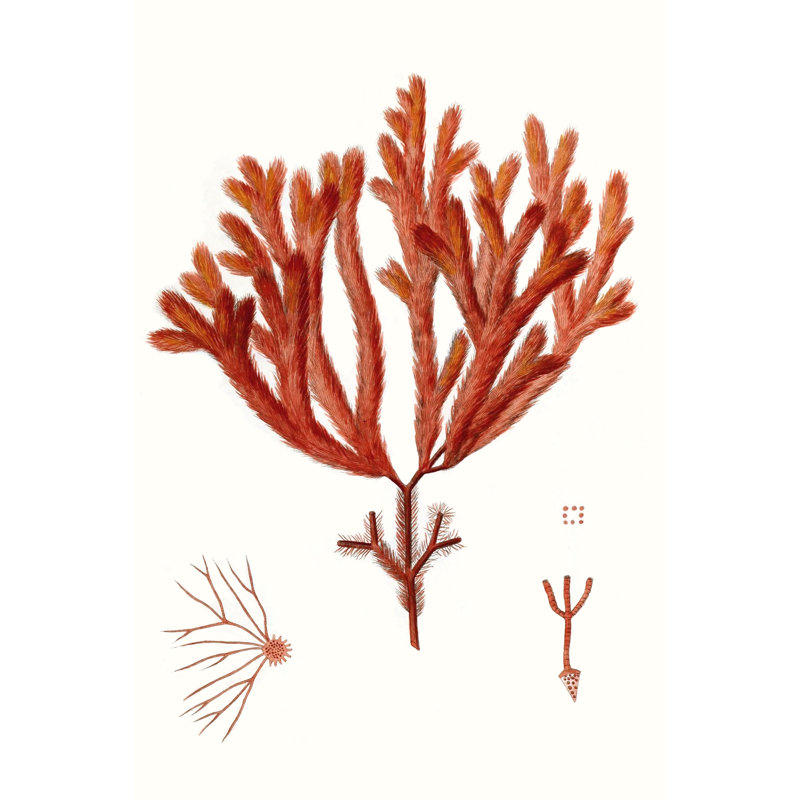 Striking Seaweed II by Vision Studio - Graphic Art Print, 76cm H x 51cm W, Wrapped Canvas