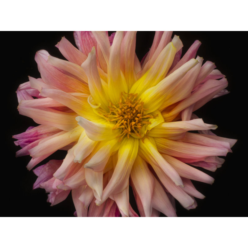 Dahlia Print by Harold Davis, Black Framed Canvas, 25" H x 33" W
