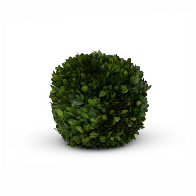 Boxwood Plant in