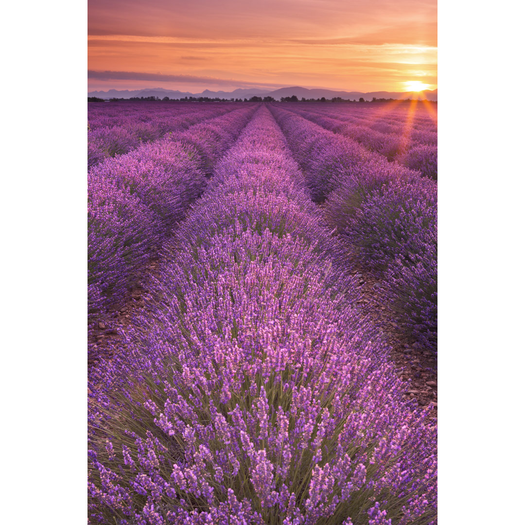 Sunrise Over Blooming Fields Of Lavender In The Provence, France by Sara_winter - Wrapped Canvas Print
