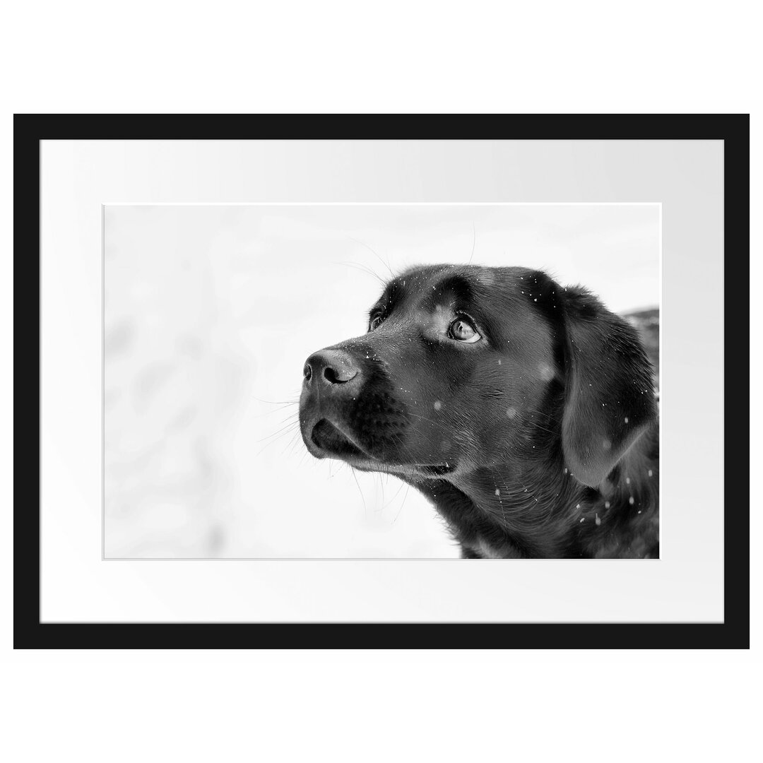 Gerahmtes Poster Schwarzer Labrador im Schnee