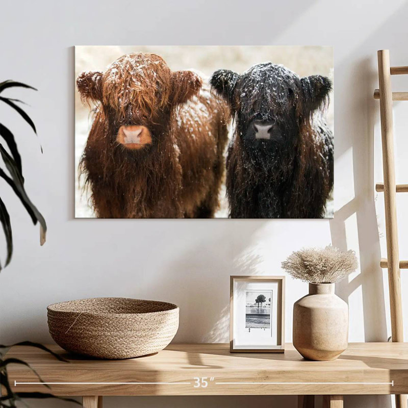 Brampt Hairy Highland Cows, H 16 po x l 24 po