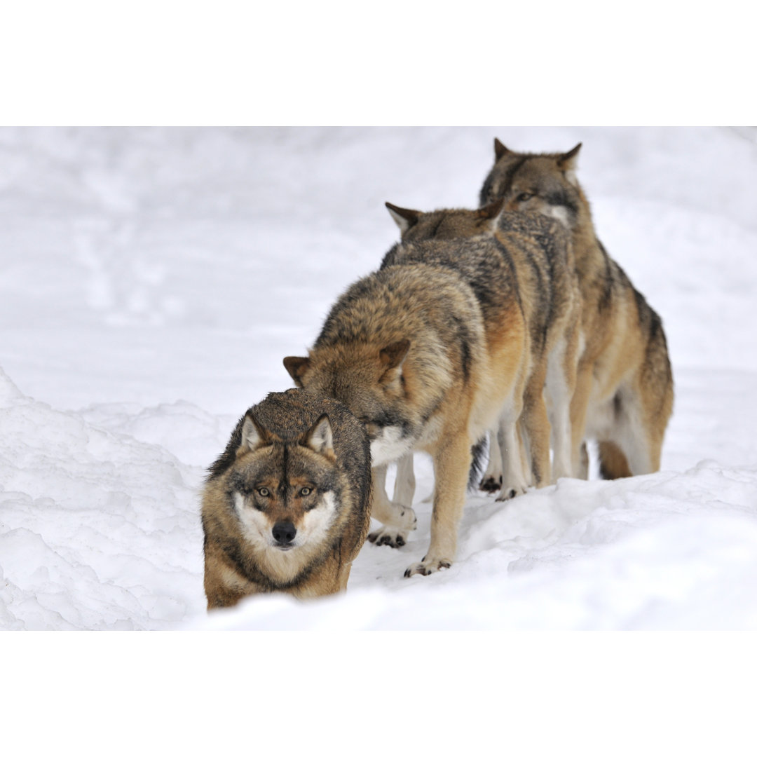 Wölfe im Winter von Mauribo - Druck ohne Rahmen auf Leinwand