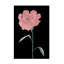 Pivoine 01-1635433142