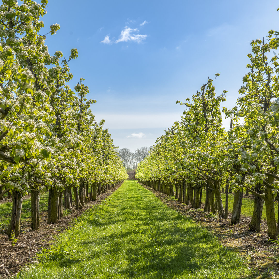 Spring Apple Orchard von Pidjoe - Kunstdrucke auf Leinwand