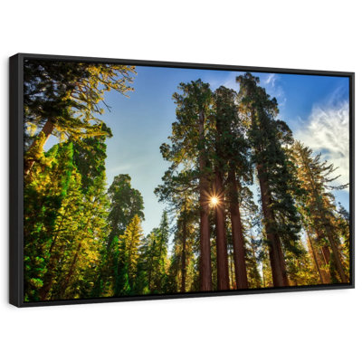 Floral et botanique «Grant Grove Trees Canvas Print»