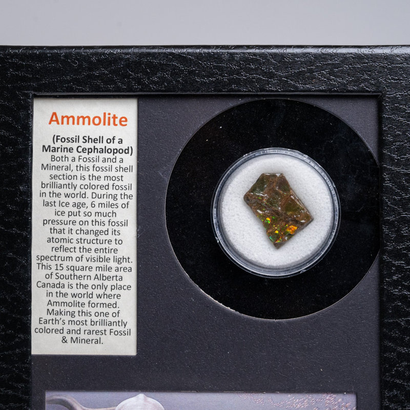 Genuine Ammolite Fossil In A Glass Display Box