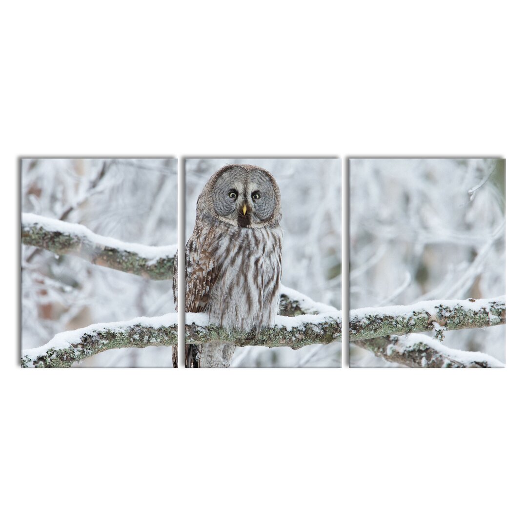 3-tlg. Leinwandbilder-Set Owl on a Branch