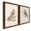 Toile encadrée de qualité supérieure Hawk Owl - prête à être accrochée-1109121207-1109121192