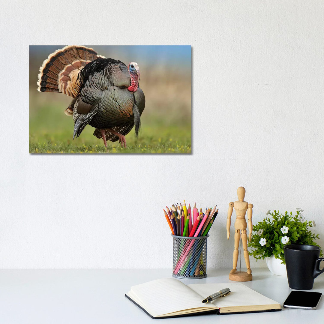 Wild Turkey Male In Courtship Display, Palo Duro Canyon State Park, Texas II von Tim Fitzharris - Gallery-Wrapped Canvas...