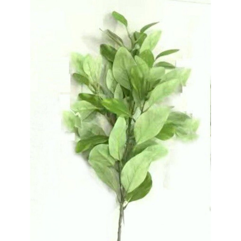 Dark Green Bay Laurel Pick