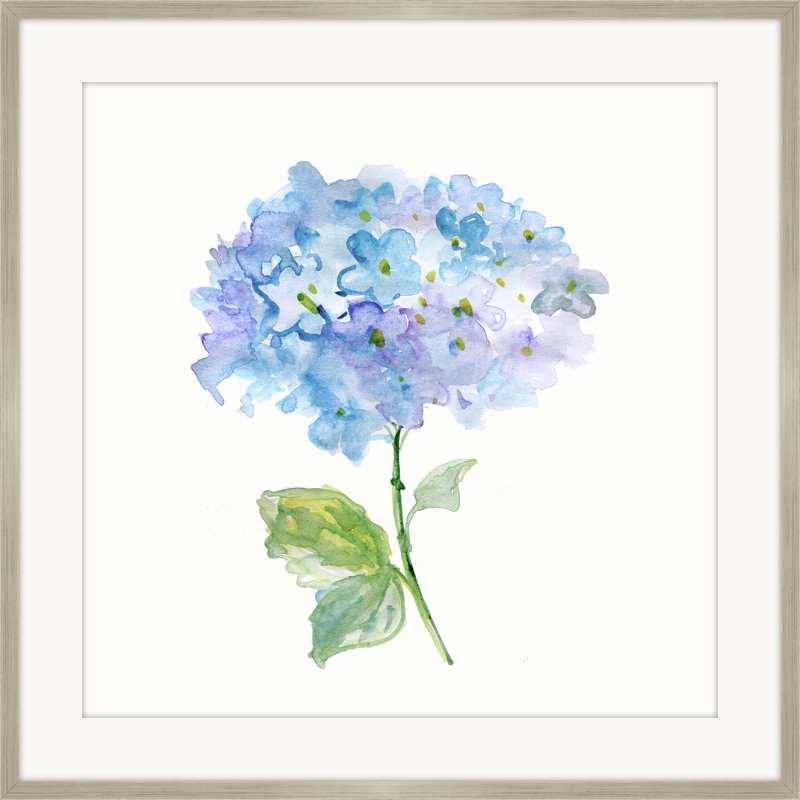 " Hydrangea "