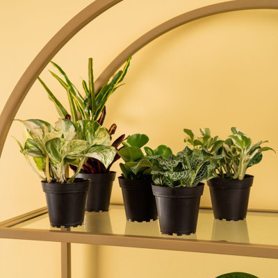 Costa Farms Indoor Exotic Angels Clean Air Collection House Plant in 3.8-inch Nursery Pot