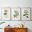 Antique Turpin Botanical VII - reproduction sur mesure encadrée de qualité supérieure - 3 pièces-312085998-312085996