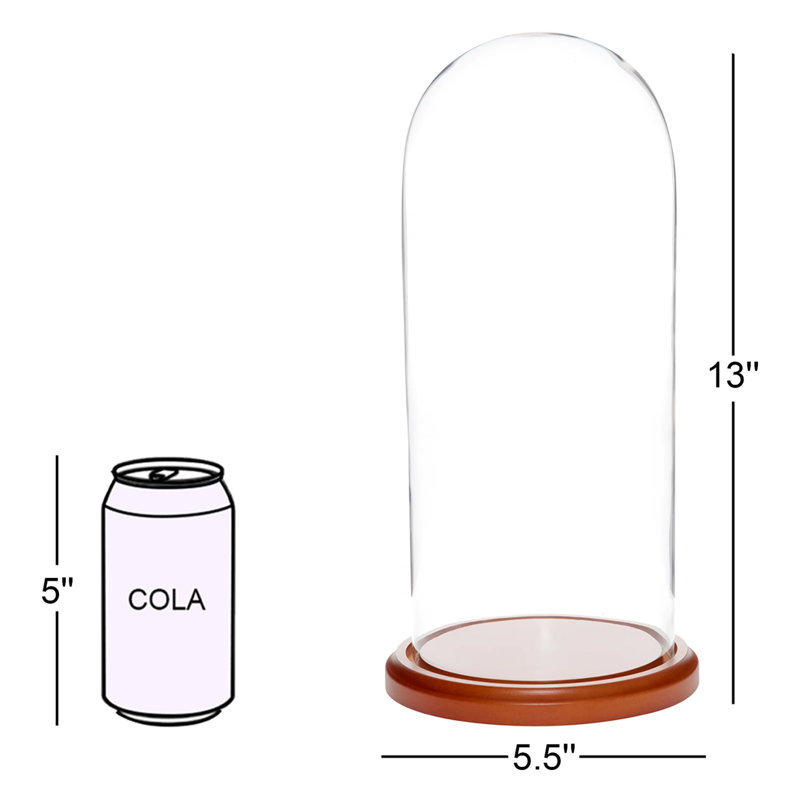 Vucciria 5.5" x 13" Glass Display Dome Cloche, Walnut MDF base