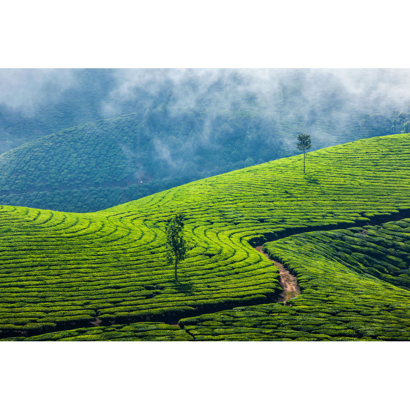 «Tea Plantations In Munnar» par F9 photos - photographie sur toile tendue, H 8 po x l 12 po