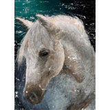 Horse Print by Sara Brown