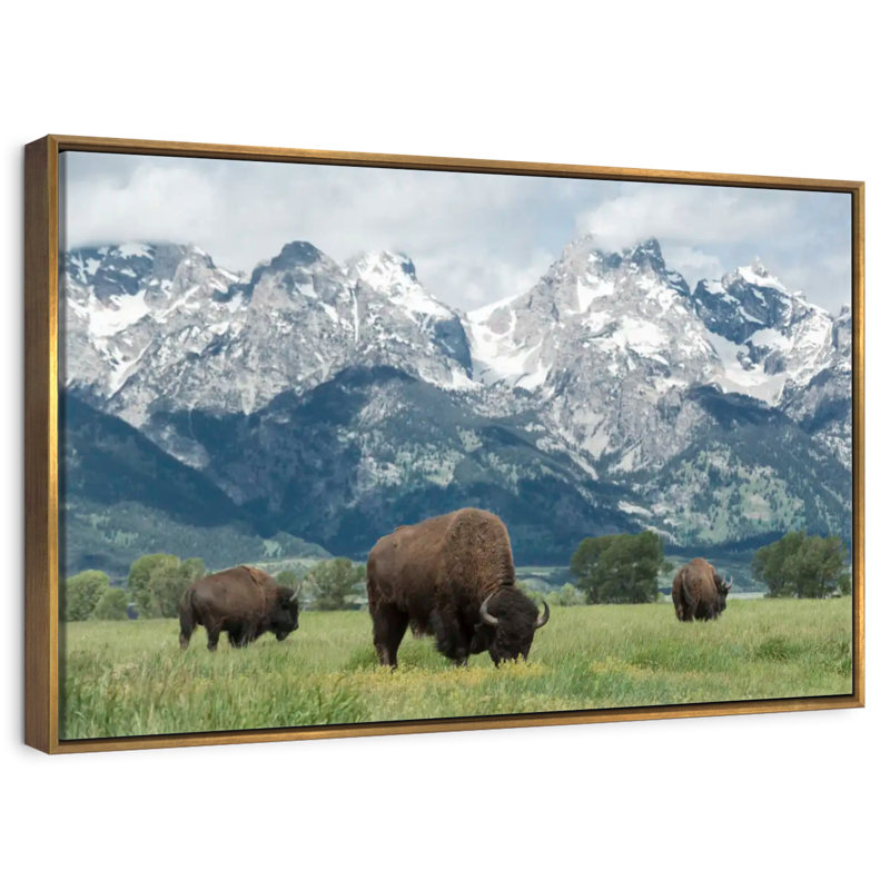 Grand Teton American Buffalo Herd, Cadre flottant doré, 31 po x 21 po