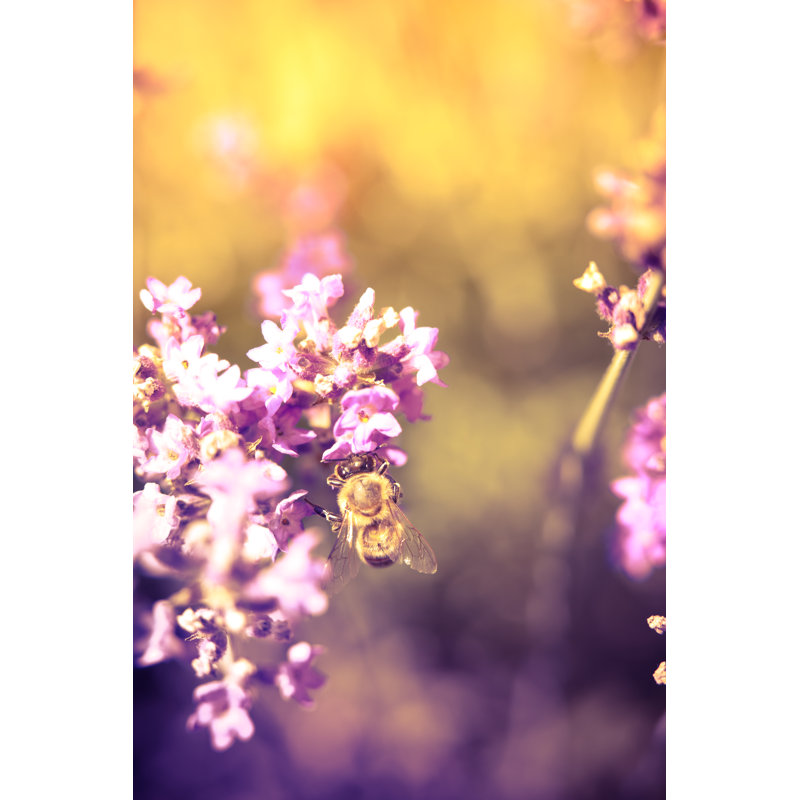 Athalia Bee Pollinating Lavender - Wrapped Canvas Print, 46cm H x 30cm W x 3.8cm D