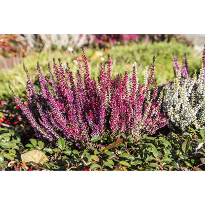 Heather colorée et colorée - photographie sur toile tendue