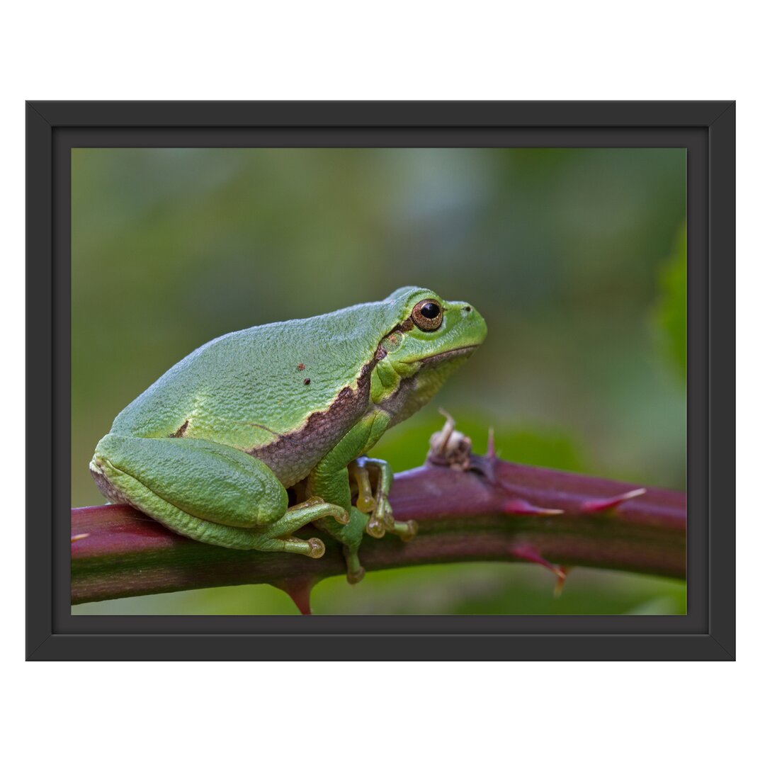 Gerahmtes Wandbild kleiner Frosch auf Dornenast