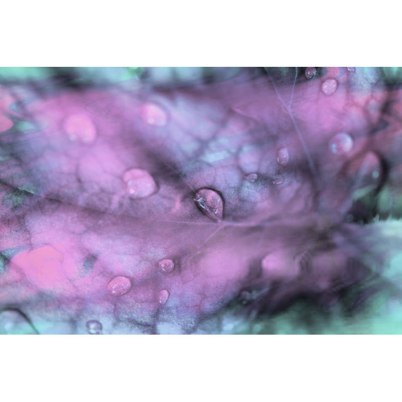 Celestial Dew Drops I by Eva Bane -  Photograph, 20 cm H x 30 cm W, Black Floater Framed