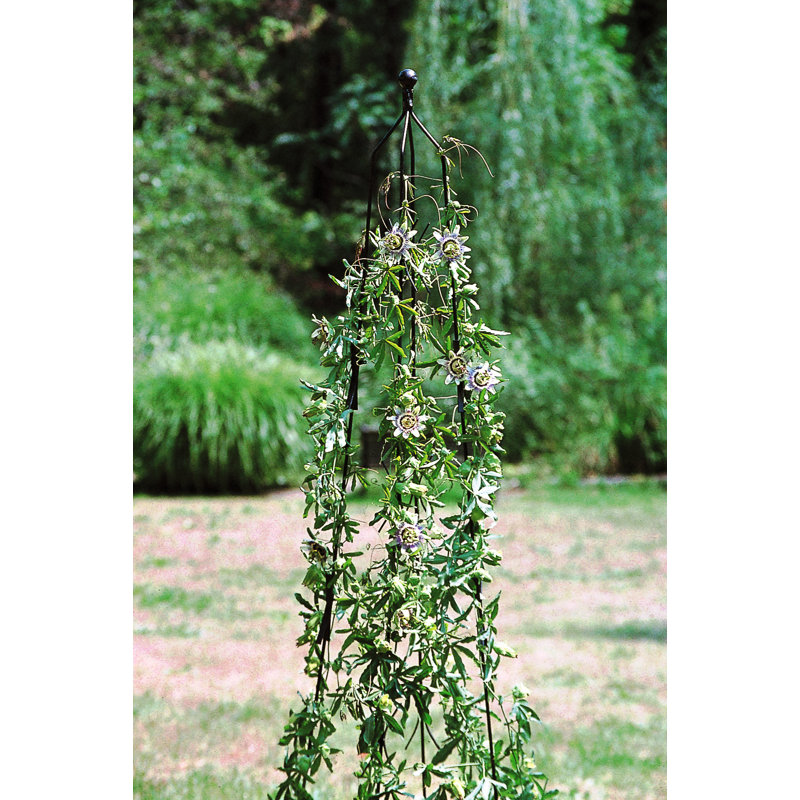Migues 10cm W Obelisk Trellis, 205.7cm H x 10cm W