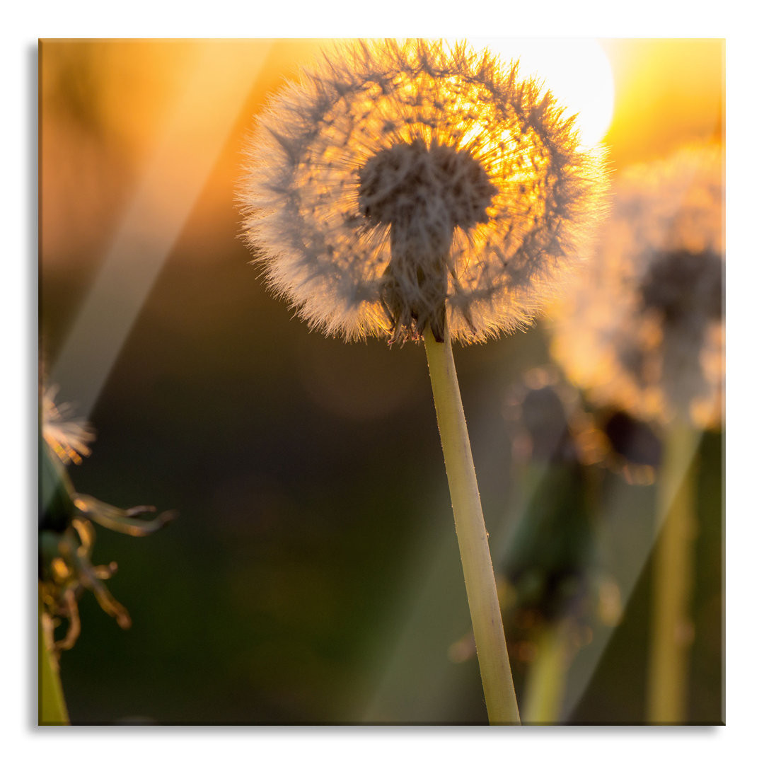 Glasbild Pusteblume