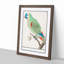 Amazon Parrot by A.B. De Boodt - Single Picture Frame Painting-55544518-55544521