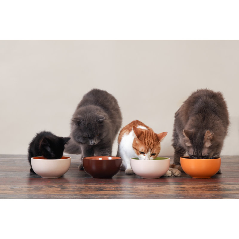 Domestic Cats Eat Pet Food On The Floor From Bowls by Kozorog - Wrapped Canvas Print, 30cm H x 46cm W x 3.8cm D
