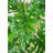 38'' Faux Philodendron Tree