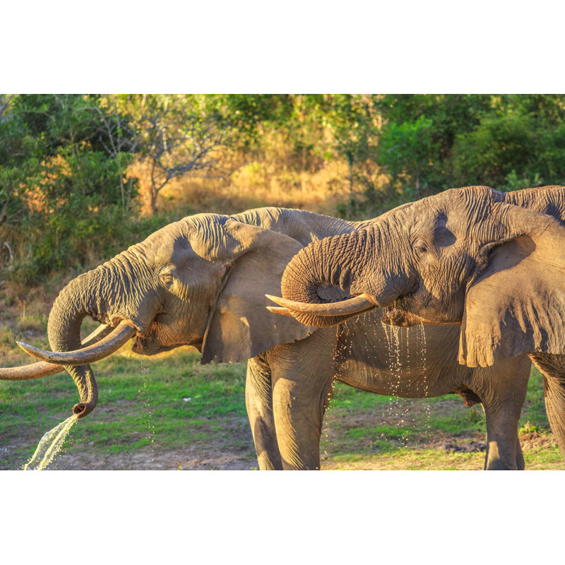 Tembe Elephant Park - Wrapped Canvas Print, 61cm H x 91cm W