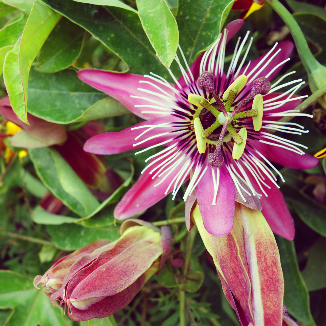 Wunderschöne Passionsfruchtblume von Rocky89 - Druck auf Leinwand ohne Rahmen