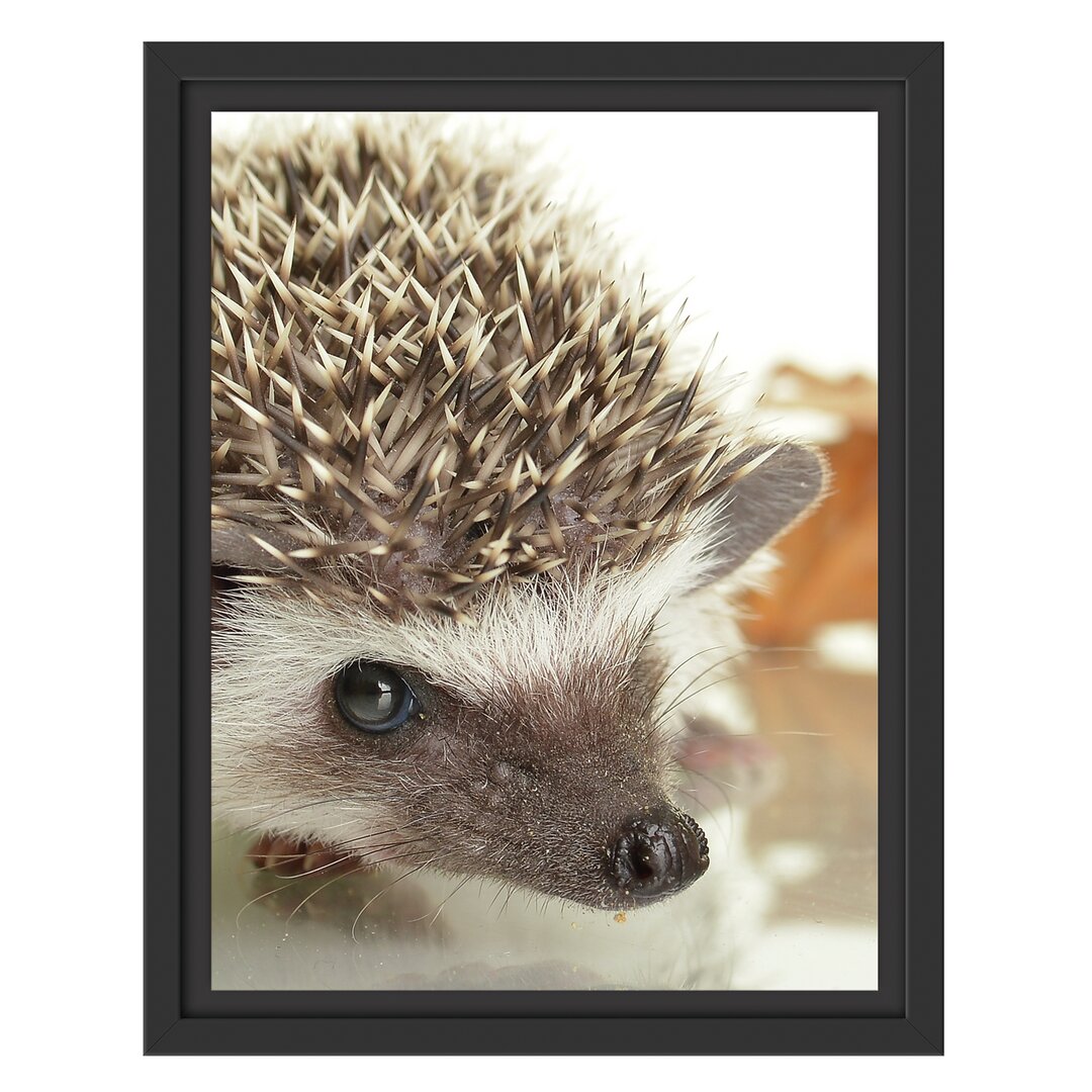 Gerahmtes Wandbild Süßer Igel