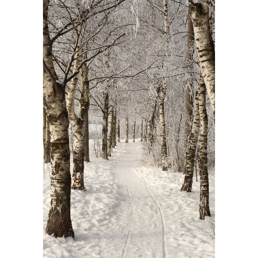 Birkenallee im Winter von Pobytov - Druck