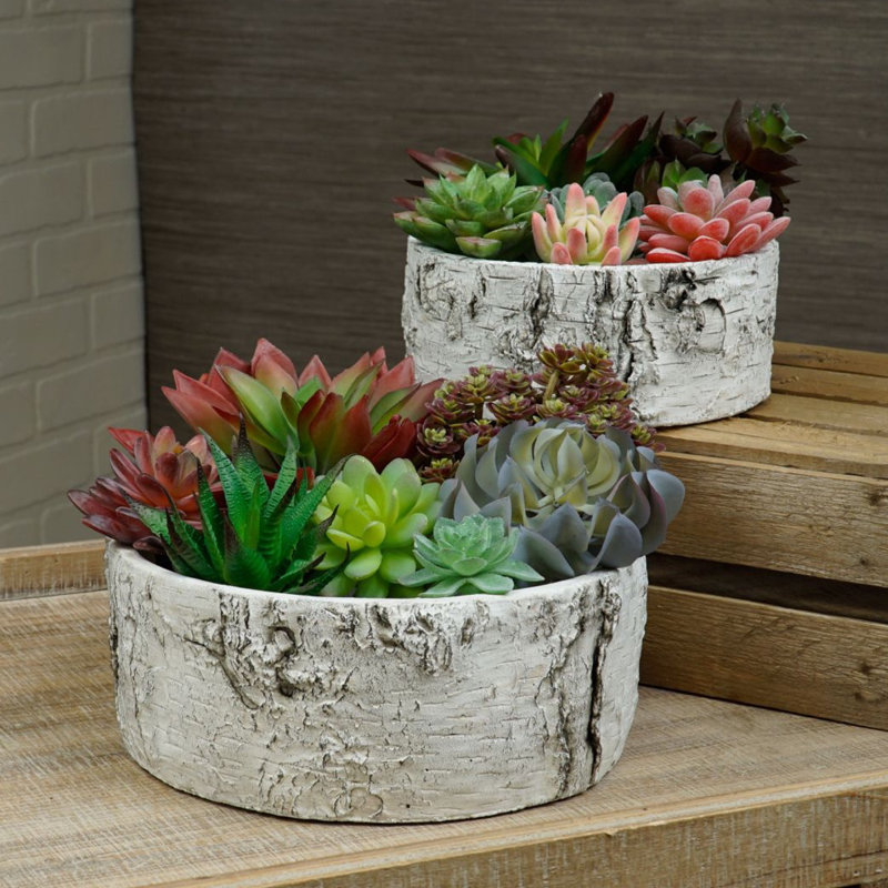Mini-succulent agave en plastique