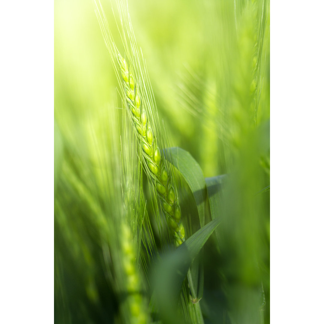 Grüner Weizenhalm von Sankai - Druck