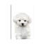 Bichon frisé chiot par Watercolor Luv - reproduction d'art-52940939-52940929-52940931