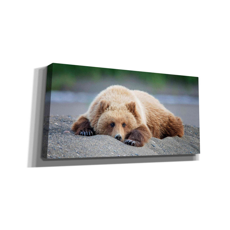 «Bear Life X» par PH Burchett, art mural sur toile, H 20 po x l 40 po x P 1,5 po