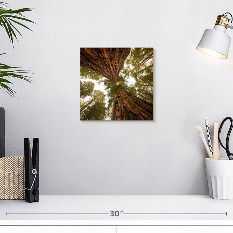 Alvord Towering Sequoia Trees