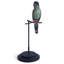 Hooded Parrot