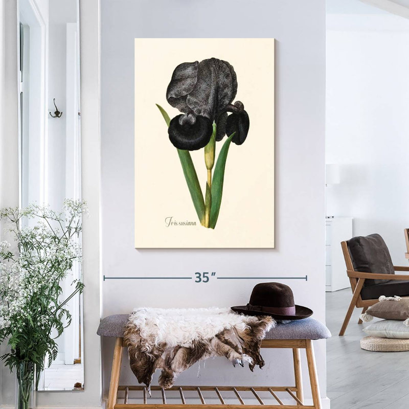 Iris Susiana, 36" H x 24" W
