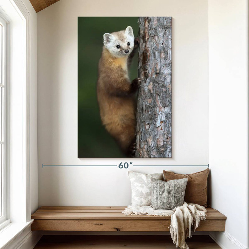 Brampt Wild American Marten, 51" H x 34" W